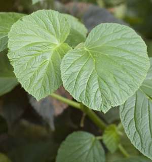 B. scabrida